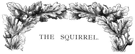Title: The Squirrel with decorative border