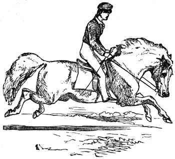 Horse with rider: galop