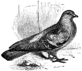 Antwerp or Smerle pigeon