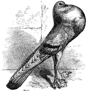 Pouter pigeon