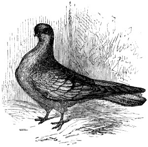 Tumbler pigeon