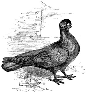 Barb or Barbary pigeon