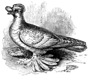 Trumpeter pigeon
