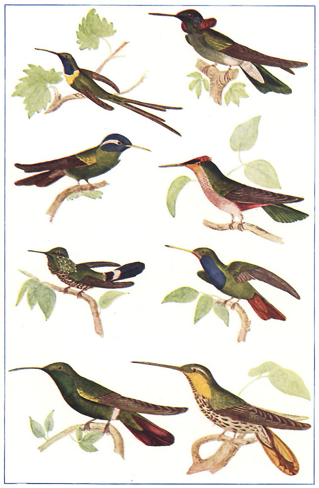 TROPICAL AMERICAN HUMMING-BIRDS