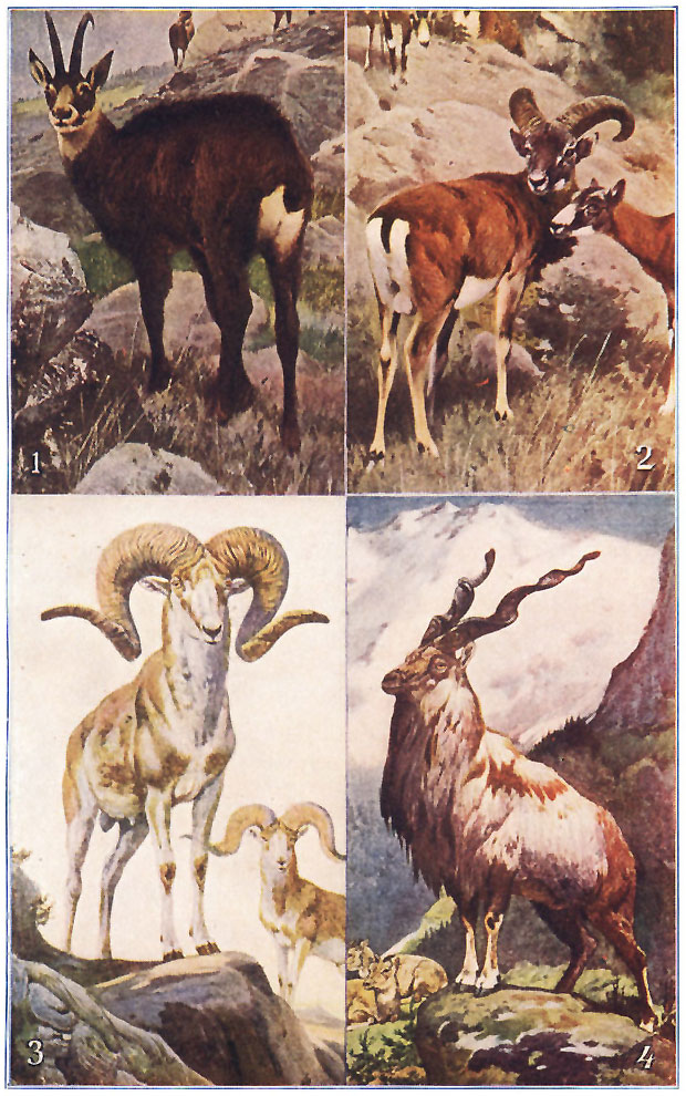 WILD SHEEP AND GOATS