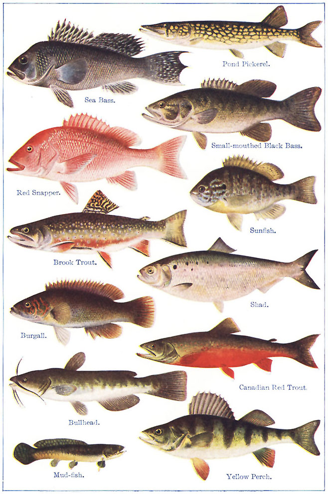 NORTH AMERICAN FOOD AND GAME FISHES