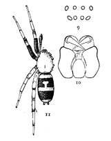 Figs. 9, 10, 11. Pœcilochroa
variegata.—11,
female enlarged
four times.
9, eyes from in front.
10, maxillæ, labium,
and ends of mandibles
from below.