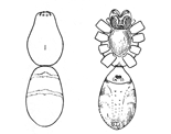 Fig. 23.Fig. 24.
Geotrecha bivittata.—Upper
and under views of female
enlarged four times.