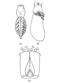 Figs. 60, 61, 62. Clubiona ornata.—60, back of female
enlarged four times to show markings. 61,
palpus of male. 62, front of head and mandibles of male.