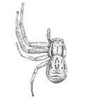 Fig. 98.Xysticus quadrilineatus,
enlarged four times.