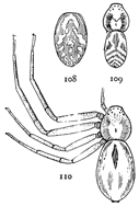 Figs. 108, 109, 110. Philodromus
pictus.—110, adult female. 109,
male without the legs. 108, markings
of the abdomen of a young
female. All enlarged six times.