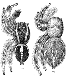 Figs. 122, 123. Habrocestum auratum.—122, male.
123, female. Both enlarged eight times.