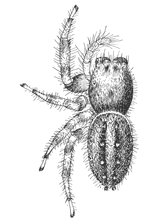 Fig. 133. Phidippus multiformis.—Female
enlarged six times.