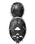 Fig. 136. Phidippus tripunctatus,
enlarged six times.