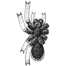 Fig. 176. Lycosa carolinensis.—Under
side of
female to show the black
markings.