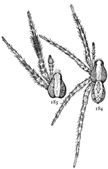Figs. 184, 185. Lycosa ocreata.—184,
female enlarged eight
times. 185, cephalothorax
and front legs of male.