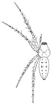 Fig. 220. Oxyopes
viridans.—Young
female enlarged
four times.