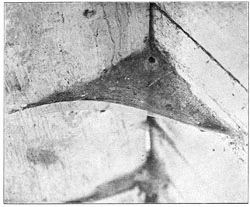 Fig. 230. Web of Tegenaria derhamii in corner
of cellar.