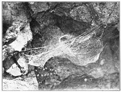 Fig. 238. Web of Tegenaria medicinalis in a hollow of a rock,
the front edge held up by threads running across the hollow, and the mouth of the tube showing behind it.