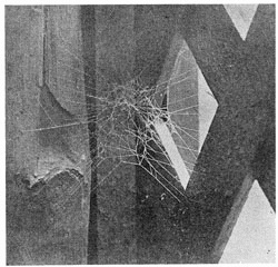 Fig. 256. Web of young Theridium tepidariorum in a corner of a trellis. A little less than
the real size. The spider stood in the close part near the middle.