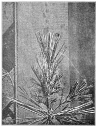 Fig. 263. Web of Theridium differens in the top of a young pine tree. Half the real size.