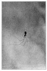 Fig. 305. Pholcus phalangioides.—A
young female in a natural position
hanging in its web.