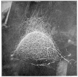 Fig. 318. Web of Linyphia marginata. Half the real size.