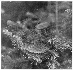 Fig. 322. Web of Linyphia communis between the branches of a spruce tree.