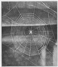 Fig. 380. Finished web of Epeira sclopetaria with unusually small number of rays. The
spider hangs in the center, head downward, in its customary position.