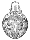 Fig. 391. Epeira cinerea.—
Back of female
enlarged
twice.
