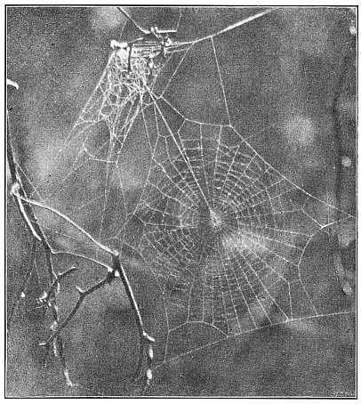 Fig. 400. Web of young Epeira insularis, showing the nest above and the straight thread
leading from the nest to the center of the web. Half the real size.