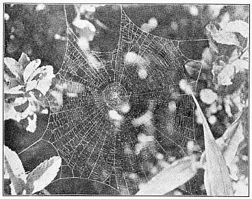 Fig. 413. Web of Epeira gibberosa, showing the round center of the inner spiral, the
great number of rays, and the closeness of the spirals. Torn in several places
by use. Half the real size.