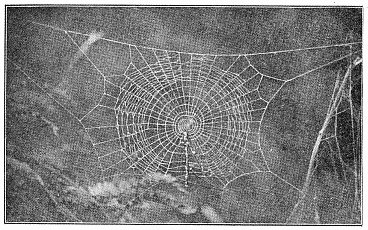 Fig. 430. Half-finished web of young Cyclosa conica, showing sticks and rubbish across
the lower half. The inner spiral has a loop in the left side.