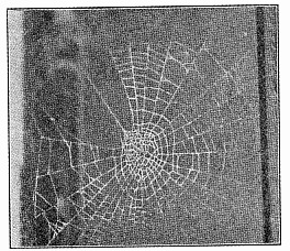 Fig. 432. Middle of web of Zilla atrica with
the open segment and thread to the nest at
the left.