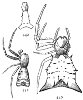 Figs. 440, 441, 442. Acrosoma spinea.—440
female.
441, male. 442,
young.