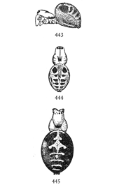Figs. 443, 444, 445. Meta menardi.443, 444,
half-grown young. 445, back of
adult female.