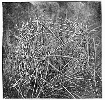Fig. 457. Web of Argiope transversa in an opening among marsh grass, covered
above by wilted ends of grass leaves.