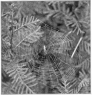 Fig. 459. Web of Tetragnatha in tansy plants, showing the spider in its usual position.