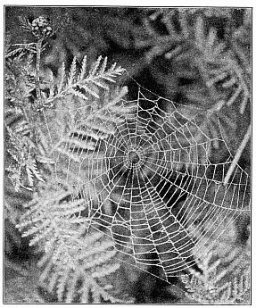 Fig. 460. The same web shown in Fig. 459, treated so as to show the inner spiral
and the hole in the middle of the web.