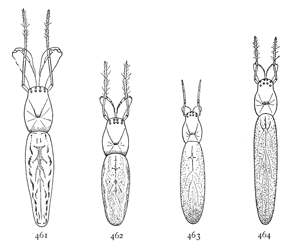 Figs. 461, 462, 463, 464. Backs of females of four species of Tetragnatha.—461,
grallator. 462, extensa. 463, laboriosa. 464, straminea.
