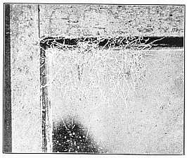 Fig. 472. Web of Dictyna in the corner of a window pane.