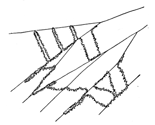Fig. 491. Fresh part of the web
of Amaurobius sylvestris.