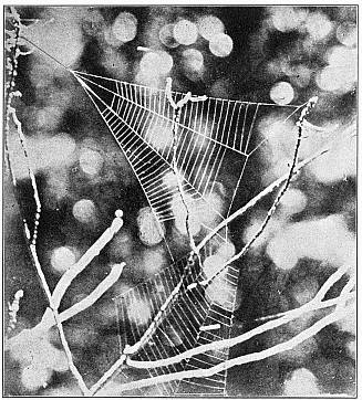 Fig. 500. Webs of Hyptiotes in the top of a bush. Half the real size.