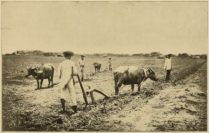 Natives Preparing the Ground for Sugar-cane Planting.