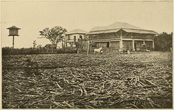 Cane-stalk Yard, Tanduay; Drying Crushed Cane for Fuel.
