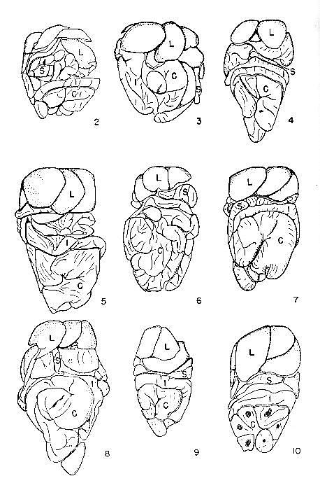 Phylogeny of the Dipodomyines.