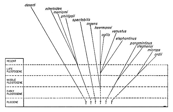 Phylogeny of the Dipodomyines.