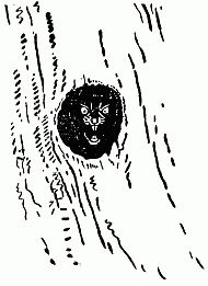 face peering out of hole in tree