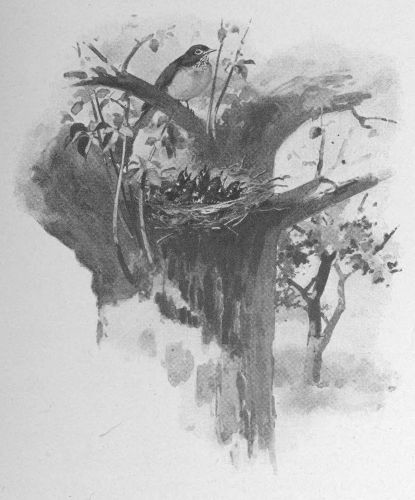In the tree next to the chebec‚s was a brood of
robins. The crude nest was wedged carelessly into the lowest fork
of the tree, so that the cats and roving boys could help themselves
without trouble