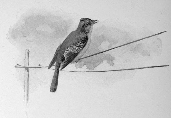 I soon spied him on the wires of a telegraph-pole